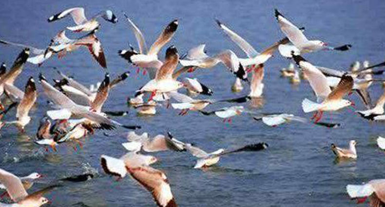 অতিথি পাখির কলতানে মুখর রামরাই দিঘি