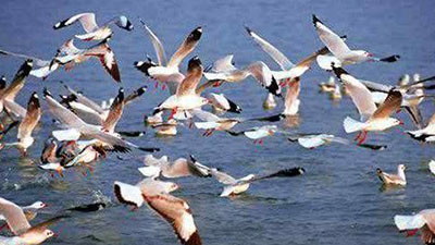 অতিথি পাখির কলতানে মুখর রামরাই দিঘি