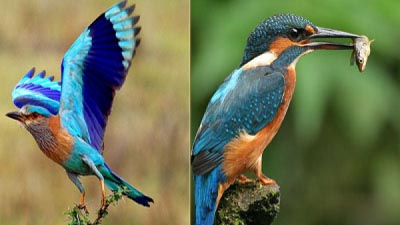 আল কুরআনে পাখির বিবরণ