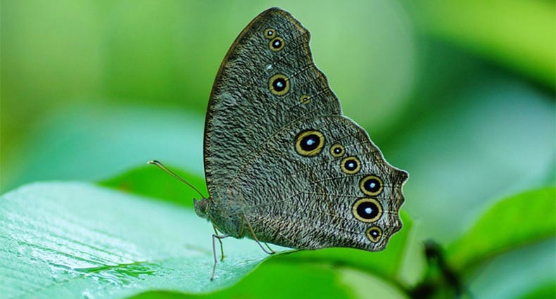 প্রজাপতি তুমি পাখনা মেলো না!