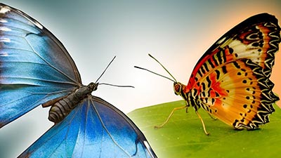 প্রজাপতি তুমি পাখনা মেলো না!