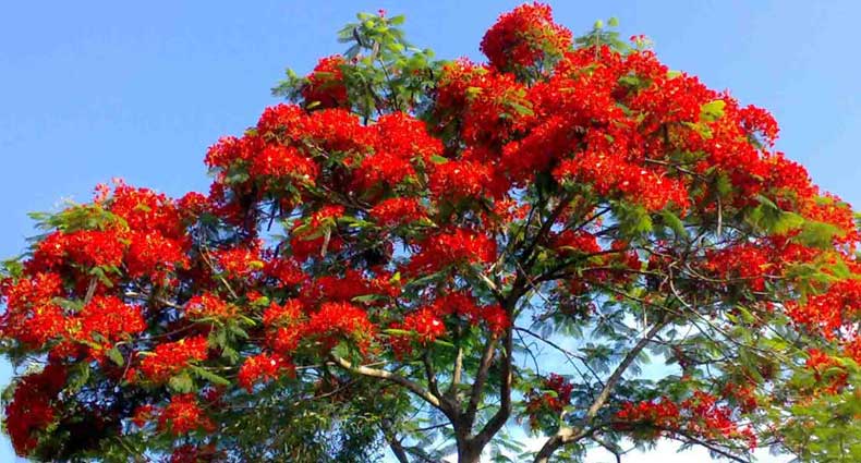 গ্রীষ্মে ফুটেছে নয়নাভিরাম ফুল