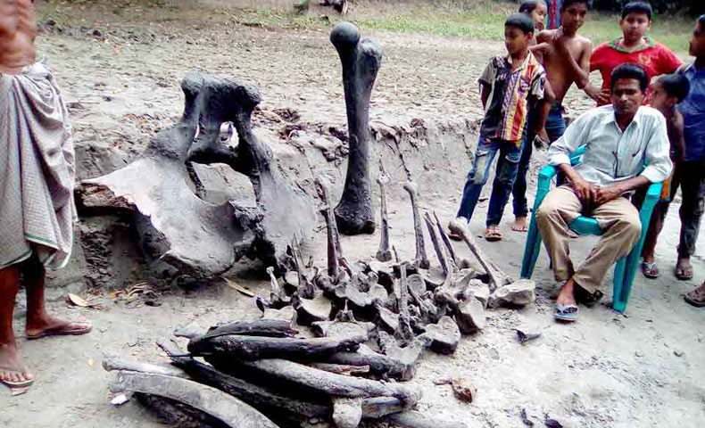 পুকুর খননে মিললো প্রাচীনকালের হাতির কঙ্কাল