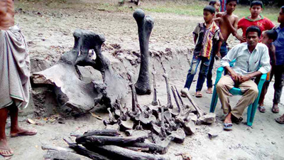 পুকুর খননে মিললো প্রাচীনকালের হাতির কঙ্কাল