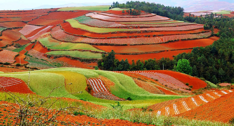 চির বসন্তের শহর কুনমিং, ফুলে ফুলে ভরা