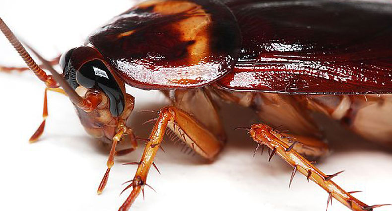 তেলাপোকা তাড়ানোর উপায়