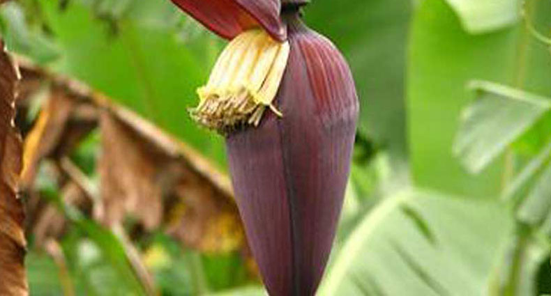 গর্ভবতীদের নিয়মিত খাওয়া উচিৎ কলার মোচা