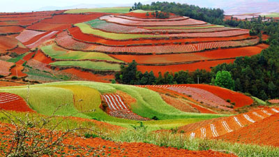চির বসন্তের শহর কুনমিং, ফুলে ফুলে ভরা