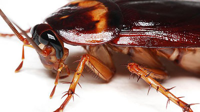 তেলাপোকা তাড়ানোর উপায়