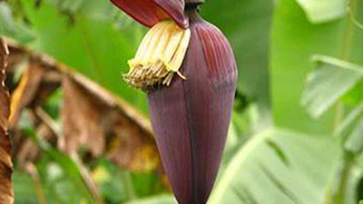 গর্ভবতীদের নিয়মিত খাওয়া উচিৎ কলার মোচা