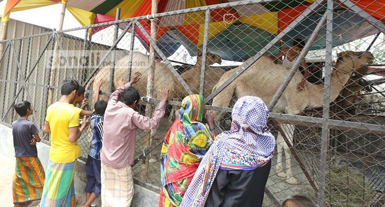 Paypoqdagi chiroyli dumbalarning fotosuratlari