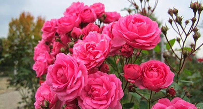 ভালোবাসা এবং ফুলের মূল্য