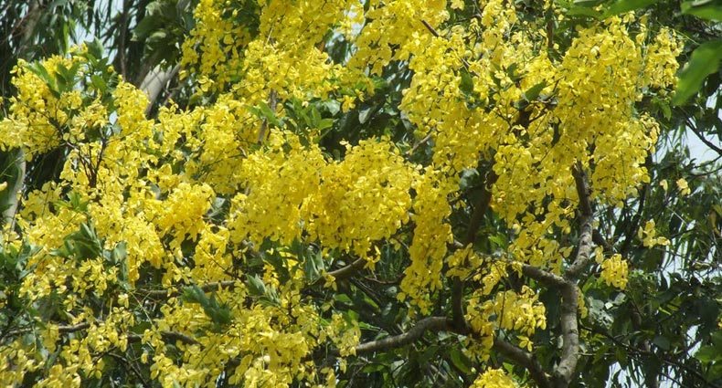 অপরূপ সৌন্দর্যে মুগ্ধ করেছে সোনালু ফুল