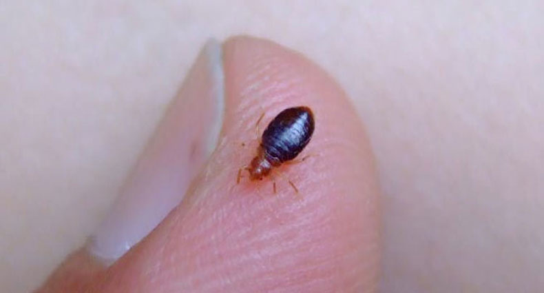 ছারপোকা থেকে বাঁচার উপায়