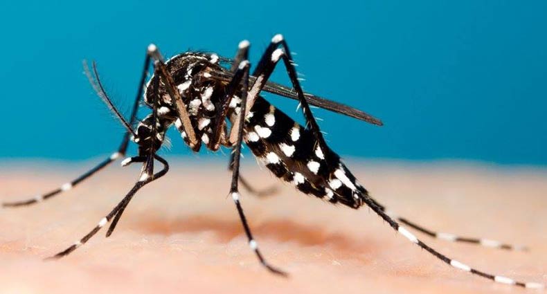 চিকনগুনিয়া কী, কীভাবে ছড়ায়, চিকিৎসা কী?