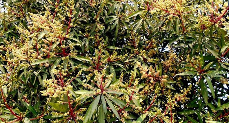 মুকুলের মৌ মৌ গন্ধে জানান দিচ্ছে বসন্তের আগমনী বার্তা