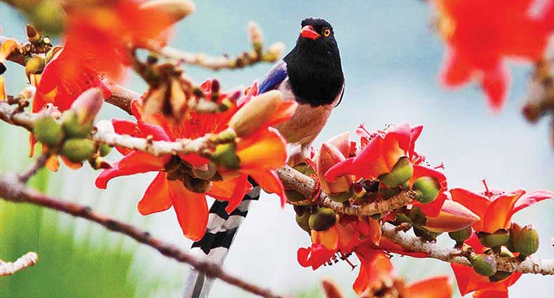 বসন্তের আহ্বানে তারুণ্যের উচ্ছ্বাস
