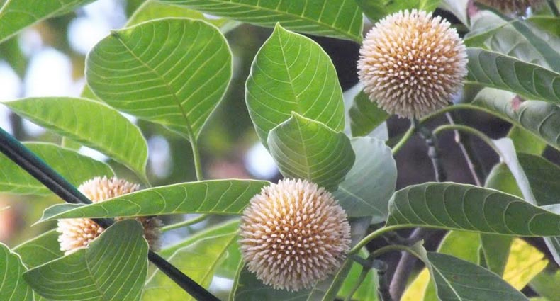 ফুটেছে বর্ষার ফুল ‘কদম’