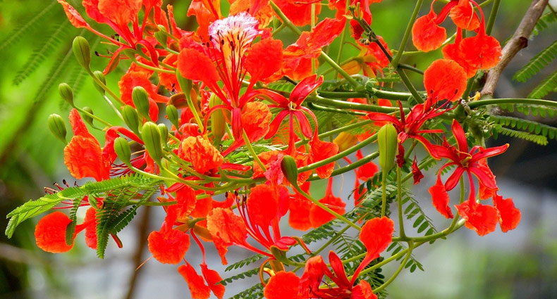 ফুটেছে দ্যাখো কৃষ্ণচূড়া