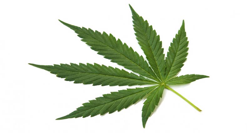 ক্ষতি গাঁজা নাকি অসুস্থতা-পরবর্তী ক্ষুধামান্দ্যের দাওয়াই!