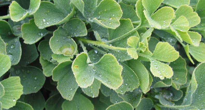 স্ট্রোক সারাবে এই গাছ