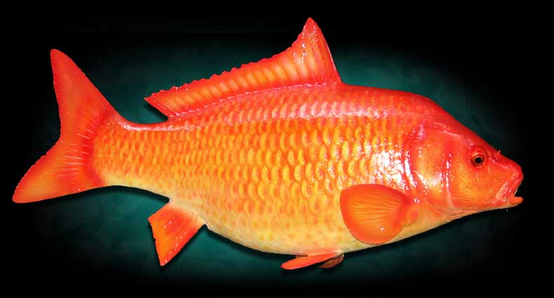 পুকুরে মাছ চাষের আধুনিক কৌশল (ভিডিও)