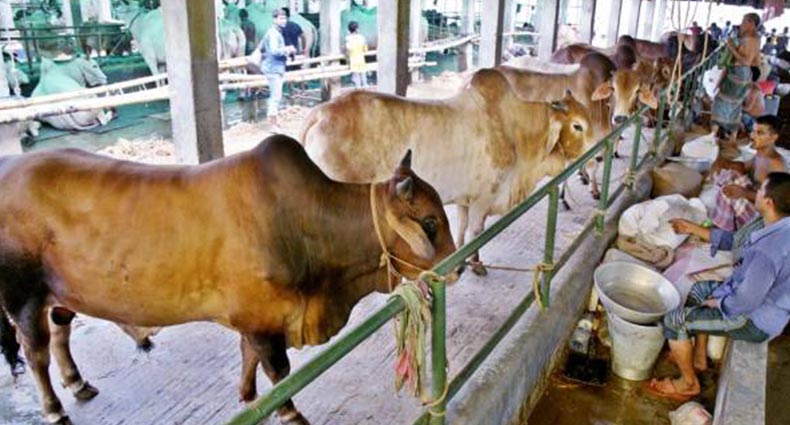 কোরবানি গুরুত্বপূর্ণ ইবাদত