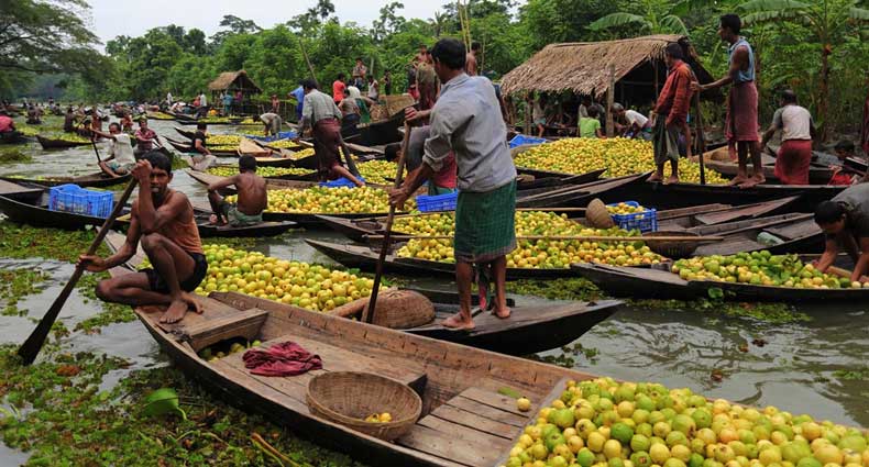 ভিমরুলীর ভাসমান পেয়ারা বাজার