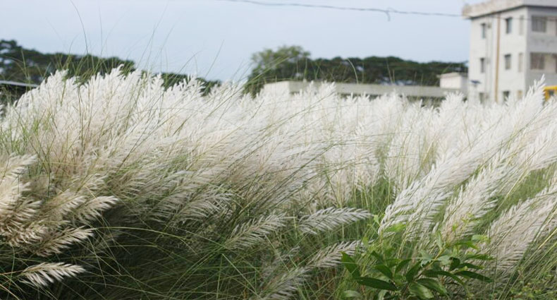 প্রকৃতি প্রেমীদের কাছে টানছে কাশফুল
