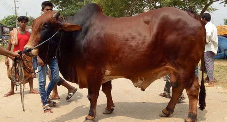 নারীরা কি কোরবানির পশু জবাই করতে পারবেন?