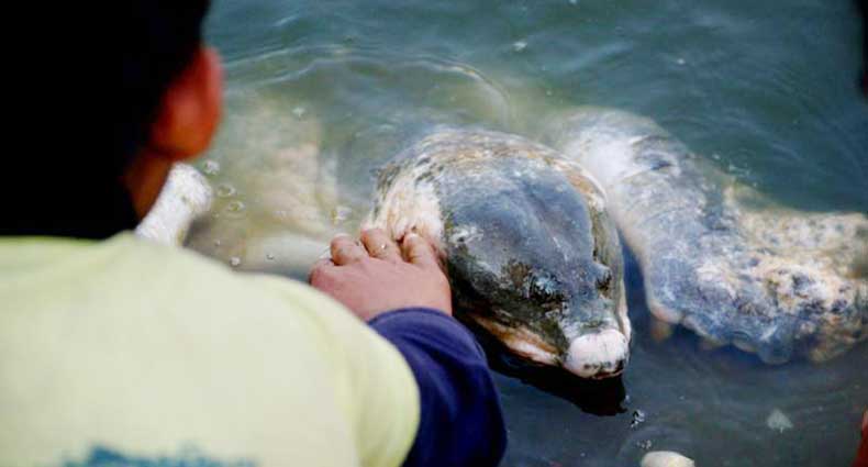 বায়েজিদ বোস্তামীর রহস্যে ঘেরা সেই কচ্ছপ!