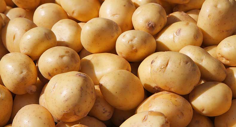 লোকসানের শঙ্কায় হিমাগারের আলু নিচ্ছে না কৃষকরা