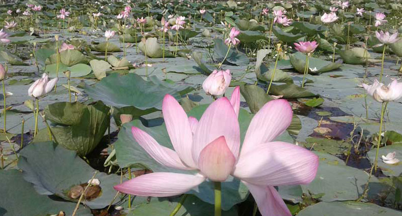 সৌন্দর্য আর শুভ্রতা নিয়ে হাজির ‘পদ্ম ফুল’