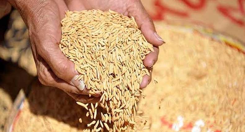 ধানের ১০ হাজার দেশি জাত বিলুপ্ত