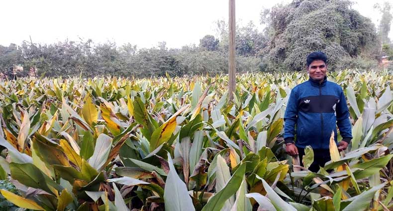 হলুদ চাষে বাম্পার ফলনের সম্ভাবনা