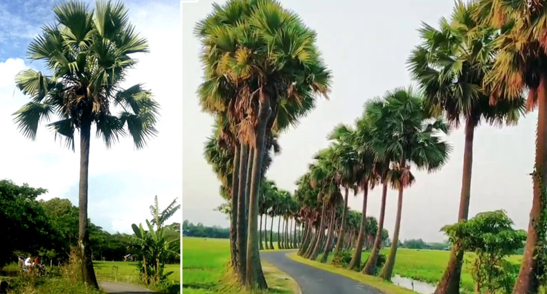 কালের গর্ভে হারিয়ে যাচ্ছে তালগাছ, রোপণে নেই আগ্রহ