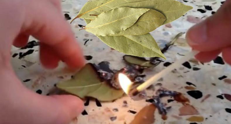 ঘরে প্রতিদিন একটি তেজপাতা পুড়িয়েই দেখুন!