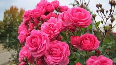 ভালোবাসা এবং ফুলের মূল্য