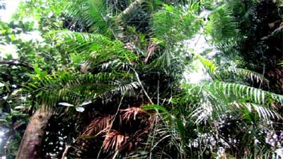 বিলুপ্তির পথে বেত বাগান