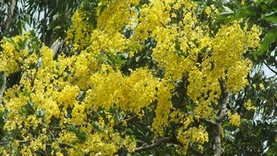 অপরূপ সৌন্দর্যে মুগ্ধ করেছে সোনালু ফুল