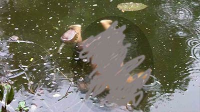 মেয়েকে পানিতে ফেলে পরকীয়া প্রেমিকের সাথে পালাল মা!