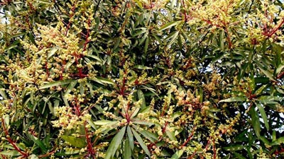 মুকুলের মৌ মৌ গন্ধে জানান দিচ্ছে বসন্তের আগমনী বার্তা