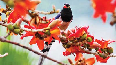 বসন্তের আহ্বানে তারুণ্যের উচ্ছ্বাস