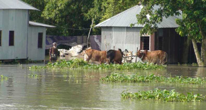 বন্যার প্রভাব পশু খাদ্যের ওপর, বিপাকে খামারি