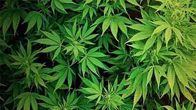 পবিত্র ৭ গাছের একটি গাঁজা!