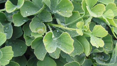 স্ট্রোক সারাবে এই গাছ