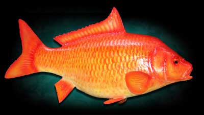 পুকুরে মাছ চাষের আধুনিক কৌশল (ভিডিও)