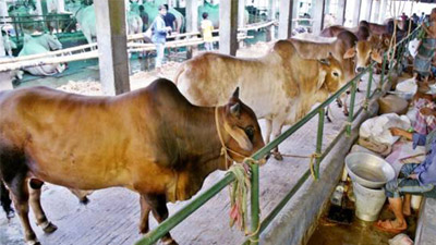 কোরবানি গুরুত্বপূর্ণ ইবাদত