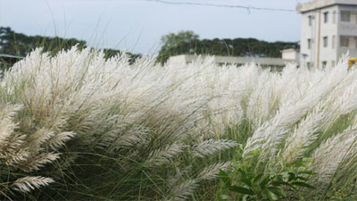 প্রকৃতি প্রেমীদের কাছে টানছে কাশফুল