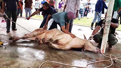 মৃত ব্যক্তির নামে কোরবানি, ইসলাম কী বলে?